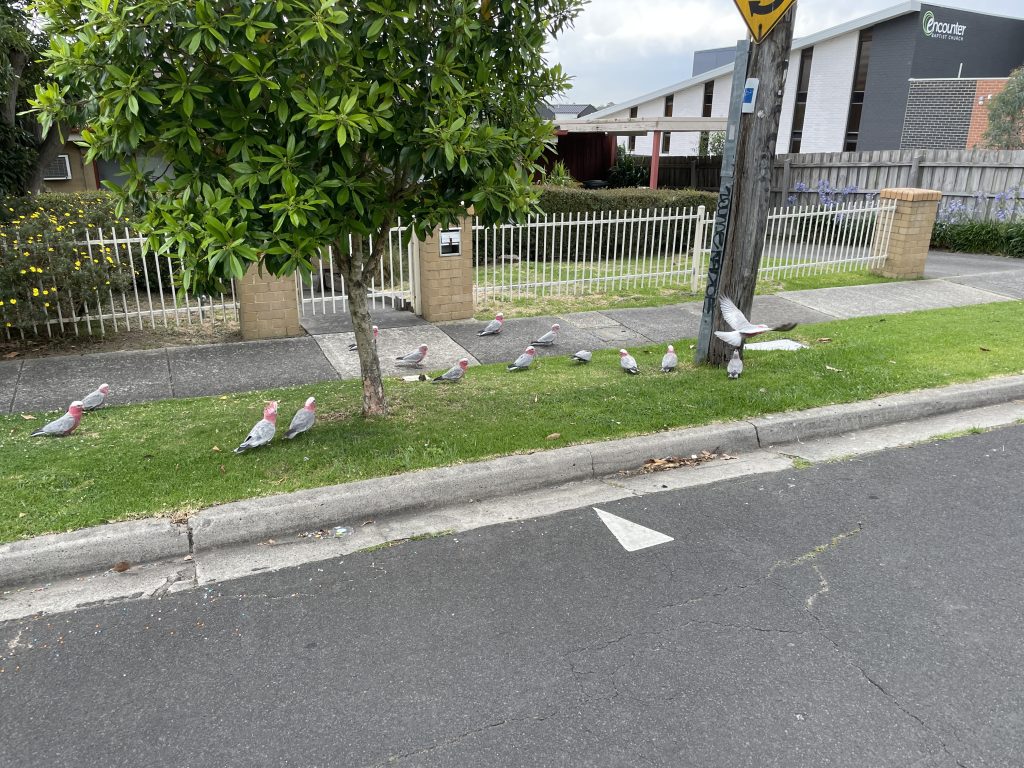 メルボルンの道