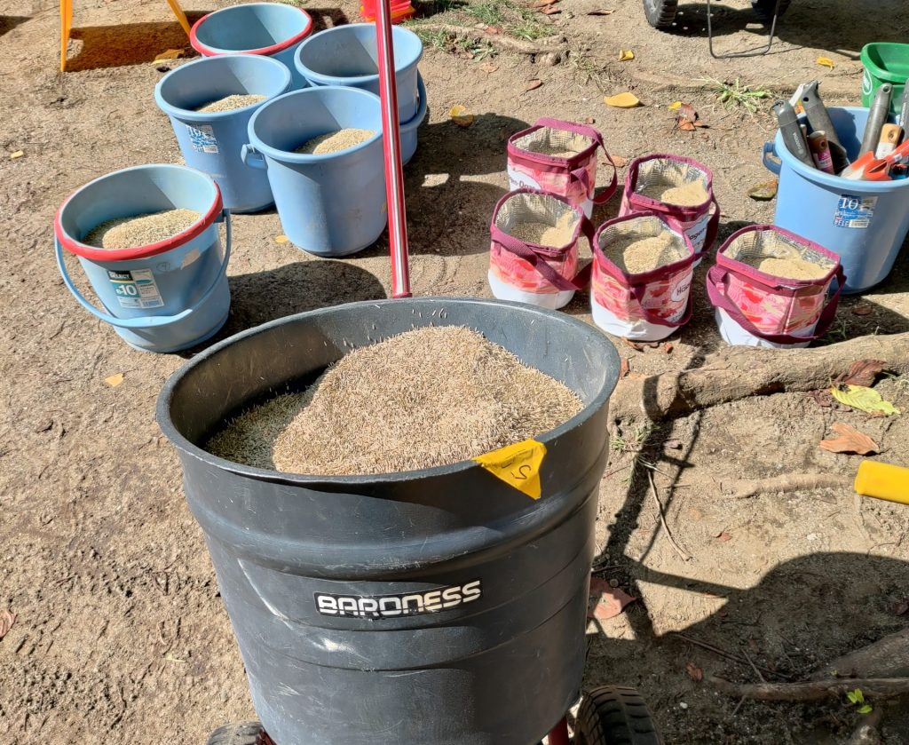 ウインターオーバーシード ペレニアルライグラス