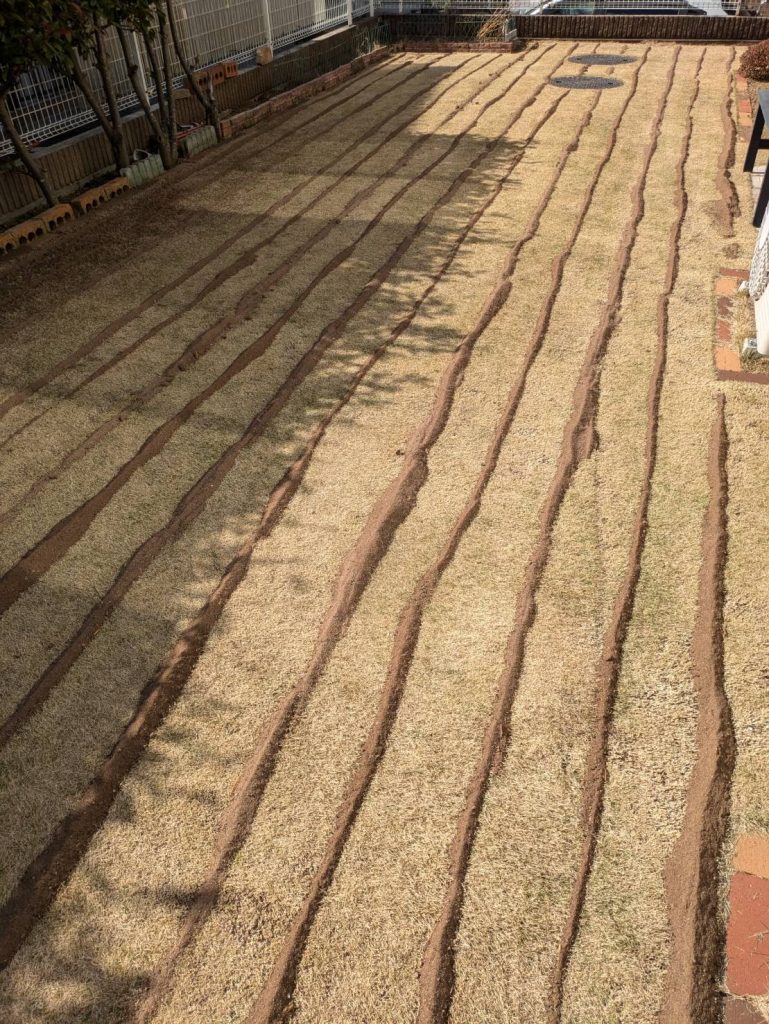 芝生に発酵けいふんでゼブラカット風